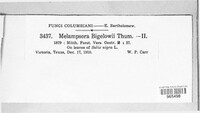 Melampsora bigelowii image